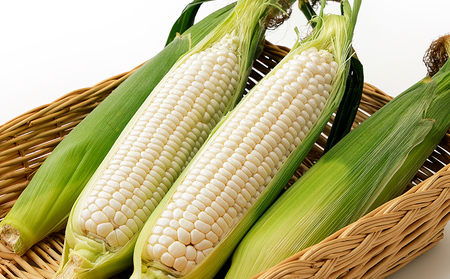 2026年分 先行予約 北海道産 ホワイトコーン 計10本 北海道 上士幌町 須田農場 野菜 白い スイートコーン とうもろこし トウモロコシ 産地直送 冷蔵便 ◆2026年08月配送予定