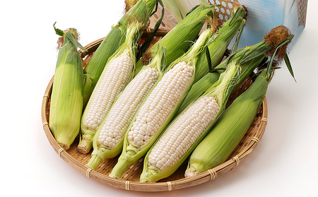 2026年分 先行予約 北海道産 ホワイトコーン 計10本 北海道 上士幌町 須田農場 野菜 白い スイートコーン とうもろこし トウモロコシ 産地直送 冷蔵便 ◆2026年08月配送予定