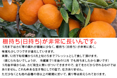 果皮も丸ごとガブッ！味香みかん 10kg 新種のミカン フルーツ 果物 デザート 柑橘