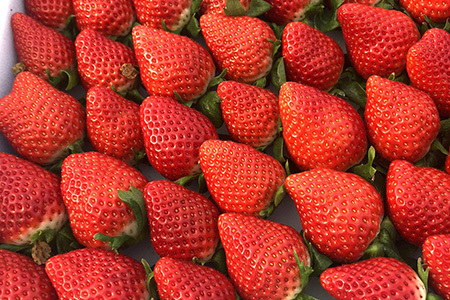 『先行予約』【12月上旬より順次発送】佐賀県唐津産いちごさん約450g×2パック(合計約900g) いちごさん イチゴ 果物