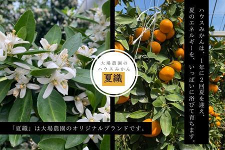 『先行予約』【令和7年6月上旬発送】夏の極上ハウスみかん「夏織」1.3kg  贈答箱・ギフトボックス入り ～海と空と、みかん～ 甘くてとろける夏の果物に ミカン フルーツ 柑橘