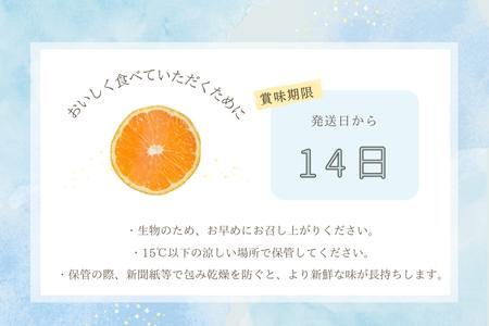 『予約受付』【令和7年2月上旬発送】唐津産ハウス育ち「麗紅」2.5kg 手提げ箱入り ～海と空と、みかん～ ミカン フルーツ 柑橘 ギフト