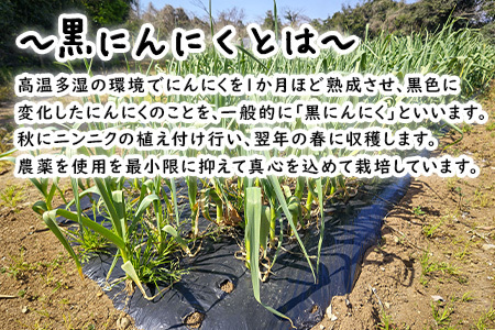 『先行予約』【令和7年7月より順次発送】こみねさんちの黒にんにく 120g スタミナ 野菜 ガーリック ニンニク 大蒜 国産 健康