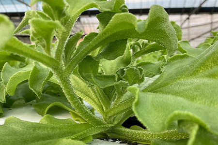 『先行予約』【11月中旬より順次発送】アイスプラント(70g×12パック)ぷちぷち食感 塩味 野菜 天ぷら 生春巻き サラダ スープ しゃぶしゃぶ 炒め物 おひたし