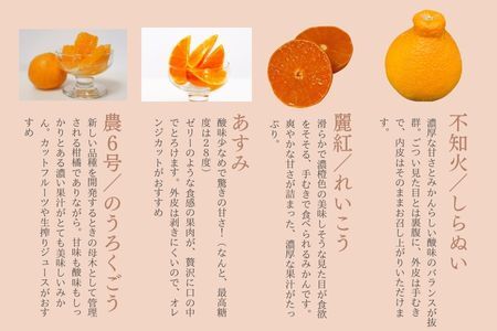 『先行予約』【令和8年1月中旬発送】唐津産ハウス育ち柑橘セット 2.5kg 手提げ箱 (麗紅・あすみ・不知火・農6号の中から2?4種) 品種おまかせ ?海と空と、みかん? ミカン フルーツ 柑橘 ギフト