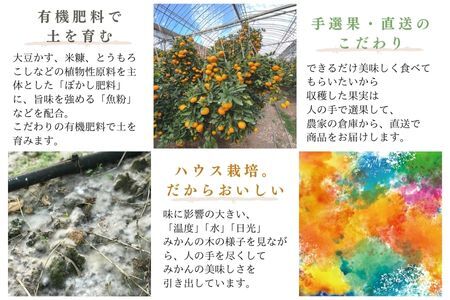 『先行予約』【令和8年1月中旬発送】唐津産ハウス育ち柑橘セット 2.5kg 手提げ箱 (麗紅・あすみ・不知火・農6号の中から2?4種) 品種おまかせ ?海と空と、みかん? ミカン フルーツ 柑橘 ギフト