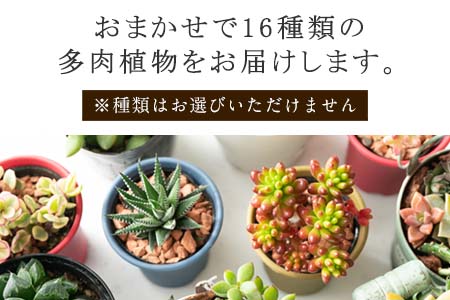 多肉植物寄せ植え 16種類おまかせセット アソート 観葉植物 癒し 佐賀県唐津市 ふるさと納税サイト ふるなび