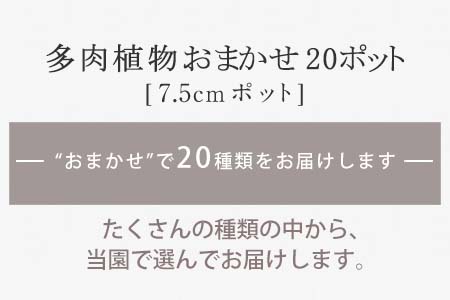 多肉植物寄せ植え種類おまかせセット ふるなび 佐賀県唐津市 ふるさと納税サイト ふるなび