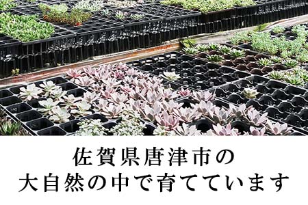 多肉植物寄せ植え 種類おまかせセット アソート 観葉植物 癒し 佐賀県唐津市 ふるさと納税サイト ふるなび