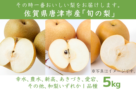 今が食べ頃 特栽 旬の梨5kgフルーツ 果物 ギフト「2022年 令和4年」