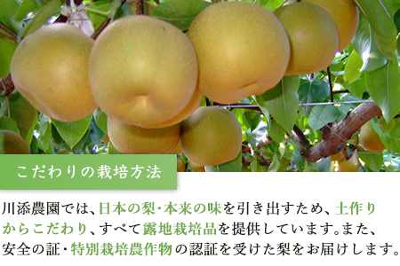 今が食べ頃 特栽 旬の梨5kgフルーツ 果物 ギフト「2022年 令和4年」