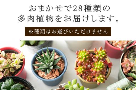 多肉植物寄せ植え 28種類おまかせセット アソート 観葉植物 癒し 佐賀県唐津市 ふるさと納税サイト ふるなび