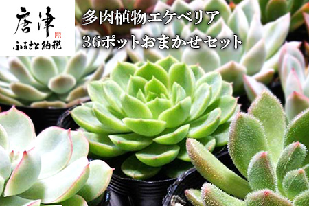多肉植物エケベリア36ポットおまかせセット 【ふるなび】