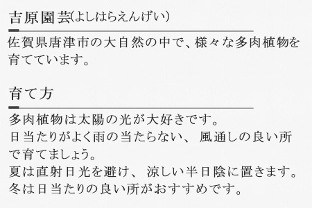 多肉植物エケベリア54ポットおまかせセット ふるなび 佐賀県唐津市 ふるさと納税サイト ふるなび