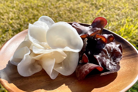 ノウフクJAS認証 乾燥きくらげ 2種セット(しろかがみ30g・くろかがみ35g) 唐津市産 キクラゲ 木耳 きのこ 食物繊維  和食 中華 洋食 料理