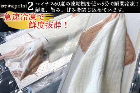 呼子のいか活造り2杯! コリコリ甘い鮮度抜群の透明感! 約250g×2(合計約500g) 刺身 ギフト 冷凍