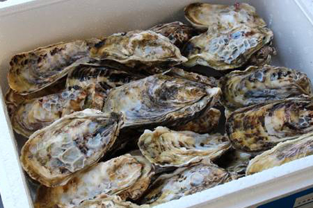 『予約受付』【令和8年3月上旬発送】佐賀県唐津市唐房産 からふさカキ3kg (カキナイフ付き) レシピ 牡蠣 BBQ アウトドア