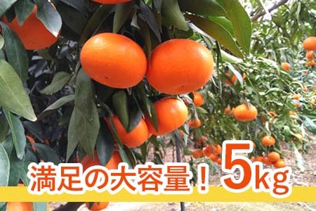『先行予約』【令和8年1月下旬発送】麗紅(れいこう)ハウス栽培 唐津産 5kg 混合サイズ みかん 蜜柑 柑橘 果物 フルーツ