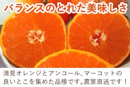 予約受付』【令和7年1月下旬発送】麗紅(れいこう）ハウス栽培 唐津産