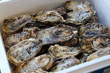 『予約受付』【令和8年3月上旬発送】佐賀県唐津市唐房産 からふさカキ3kg×2箱 (カキナイフ付き) レシピ 牡蠣 貝 BBQ アウトドア