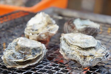 『予約受付』【令和8年3月上旬発送】佐賀県唐津市唐房産 からふさカキ3kg×2箱 (カキナイフ付き) レシピ 牡蠣 貝 BBQ アウトドア