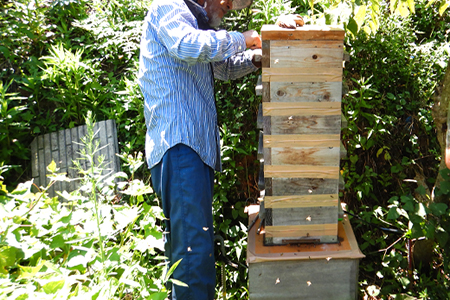 日本ミツバチの純粋はちみつ 240g 瓶 自然 蜜「2024年 令和6年」