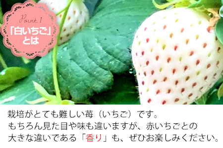 『先行予約』【令和7年2月上旬から4月下旬までにお届け】白い宝石 白いちご 450g 贈答用 いちご イチゴ 苺 フルーツ 果物 希少