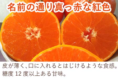 『先行予約』【令和8年11月発送】山下紅みかん(ハウス栽培) 唐津産 3kg ミカン 蜜柑 果物 フルーツ