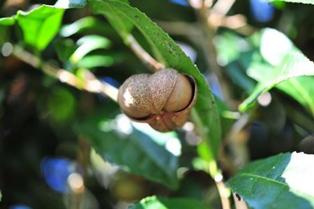 クオン フェイスソープ 150mL 天然由来 スキンケア 洗顔 コスメ 化粧品 美容 QUON