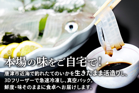 唐津呼子産いか活造り 1杯(約220g～250g) 急速冷凍 新鮮そのまま食卓へ！イカ 刺身 簡単 ギフト