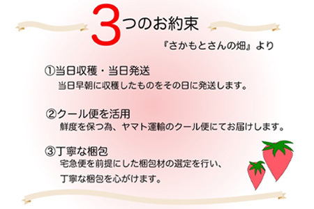 『先行予約』【令和7年3月より順次発送】唐津産 いちごさん 250g×2パック(合計500g) 濃厚いちご 苺 イチゴ 果物 フルーツ