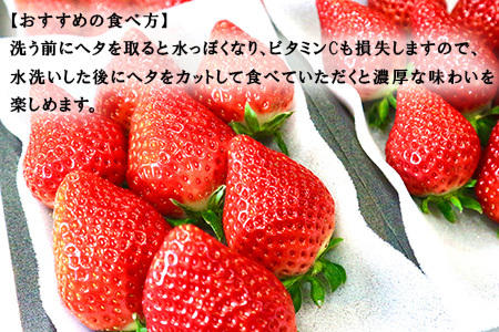 『先行予約』【令和7年3月より順次発送】唐津産 いちごさん 250g×2パック(合計500g) 濃厚いちご 苺 イチゴ 果物 フルーツ