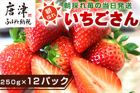 唐津産 いちごさん 250g×12パック(合計3kg) 濃厚いちご 苺 イチゴ 果物 フルーツ