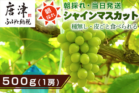 『先行予約』【令和8年9月上旬より順次発送】シャインマスカット500g 1房 葡萄 ぶどう 果物 フルーツ スイーツ