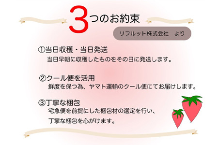 『先行予約』【令和8年9月上旬より順次発送】シャインマスカット500g 1房 葡萄 ぶどう 果物 フルーツ スイーツ
