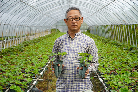 『先行予約』【令和8年9月上旬より順次発送】シャインマスカット500g 1房 葡萄 ぶどう 果物 フルーツ スイーツ