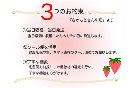 『先行予約』【令和7年9月中旬より順次発送】シャインマスカット1.5kg 2～3房 葡萄 ぶどう 果物 フルーツ スイーツ