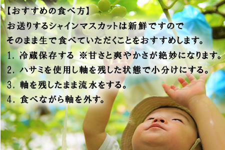 『先行予約』【令和8年9月上旬より順次発送】シャインマスカット2kg 3房~4房 葡萄 ぶどう 果物 フルーツ スイーツ