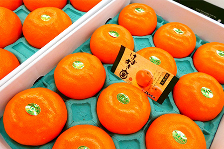 『先行予約』【令和8年1月下旬発送予定】唐津産 はまさき 3kg 化粧箱 みかん ミカン オレンジ フルーツ 果物 ギフト