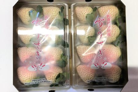 『先行予約』【令和8年2月中旬発送】唐津産 白いちご「雪うさぎ」苺 イチゴ 希少 果物 フルーツ ハマファーム
