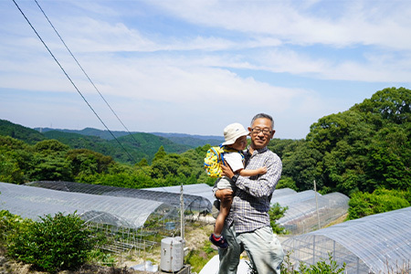 『先行予約』【令和7年9月中旬より順次発送】シャインマスカット3kg 4房～6房 葡萄 ぶどう 果物 フルーツ スイーツ