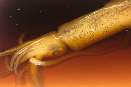 『先行予約』【令和8年7月上旬より順次発送】剣先イカの沖漬け(1袋280g) ピリッと明太子味 いか 漁師飯 肴 おつまみ ご飯のお供 ギフト