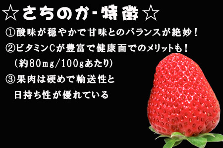 『先行予約』【令和7年3月より順次発送】濃厚苺 さちのか 250g×2パック(合計500g) 濃厚いちご 苺 イチゴ 果物 フルーツ ビタミン