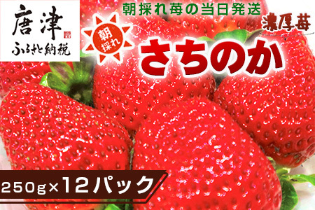 『先行予約』【令和7年3月より順次発送】濃厚苺 さちのか 250g×12パック(合計3kg) 濃厚いちご 苺 イチゴ 果物 フルーツ ビタミン