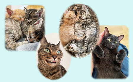 保護猫カフェへの寄附 【お礼品の発送はございません】一口5,000円 