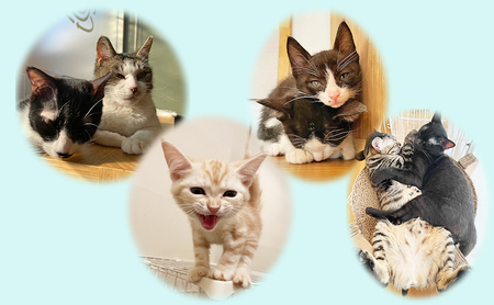 保護猫カフェへの寄附 【お礼品の発送はございません】一口10,000円 