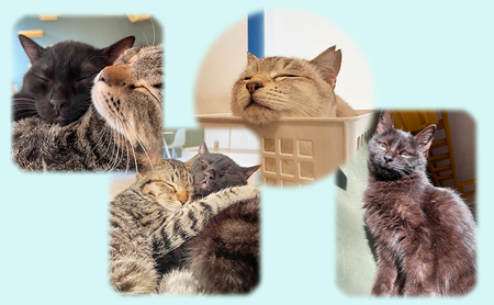 保護猫カフェへの寄附 【お礼品の発送はございません】一口10,000円 