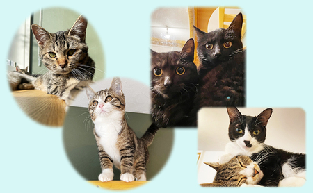 保護猫カフェへの寄附 【お礼品の発送はございません】一口10,000円 