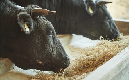 佐賀牛 希少部位 焼肉セット 300g ※配送不可：北海道、沖縄、離島