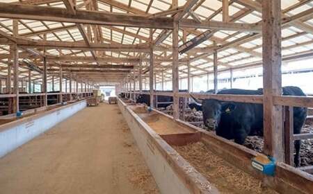 超希少! 佐賀牛 ヒレステーキ 合計 450g 3枚 黒毛和牛 国産牛 ブランド牛 和牛 ヒレ肉 フィレ 赤身 肉 お肉 牛肉 ギフト 贈答 贈答用 人気 _e-23